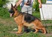 J.CH.NKP,3xCH RKF.CH.RUS,CACIB Priscilla of Flokish Fest