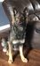 Mira vom Alabama Police K9