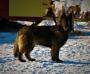 Northernbear's Rising Star Vega