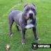  C-Ice Blue Lorengar Bully Blue