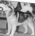 BISS AM CH Terra-Glo Firenice Of Wolfmt