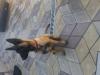 Doglandsportdog J-Arra