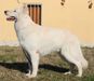 JCh IT- JCh RSm- Italian Champion Anubi Golden Boy (Umbrian Roses)