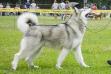  Fluffy Hugs Twilight Snow Taiga