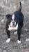 Masterbull Marley of Bomberbulls & Zecca