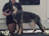 Cassiopeia von Shorthaus