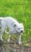 Darden Foundation Missy of S&D Bulldogs