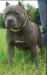  Seattle's Best Pits' Star A.K.A Chubby