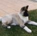  American Akitas House Lia