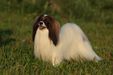 JCh Rus,JCh Breed Club, GrJCH ,CH Rus,CH KZ,CH  Br Club,GrCH Le papillon ravissant Atlantis (PH)