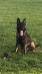 Apollo vom Alabama Police K9