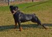  Pepper Von Der Brans Haus