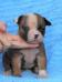 Bomberbulls Colt