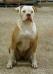 Carpen Diaz Tina For Scorpion Bandogs