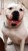 Carpen Diaz Teddy For Scorpion Bandogs