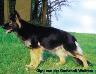 Gipsi von der Grafschaft Wolfram