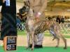 AKC Ch. Fontana Krisda's I'm Practically Magic At Griner