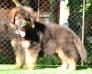 MILO VOM JENKAN HAUS <span style="color: darkblue">Verifying Breed Book - see comments</span>