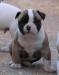 Bomberbulls Scarface