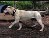 Jam Up Bulldogs’ Kloe