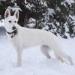 UKC CH Foxhunts Majestic White Lily