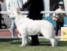 C.I.B. , Ch PL, Ch LT,Ch EE,  LT Winner 2020, JCH PL, JCh LT Absolute White Chocolate ISIDORO