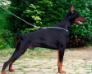 Welt JG. SIEGER '94, INT. CH., CH. Rip., CACIB Uno del Diamante Nero