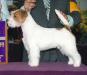 AKC GCHG Edison’s I’m Just Getting Warmed Up