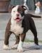 EarthofBulls MILKA of Bomberbulls & Masterbull