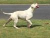 Pedigree American Bulldogs Australia Big Alan