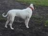 Pedigree American Bulldogs Australia Artemis