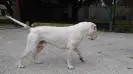 Pedigree American Bulldogs Australia Lincoln