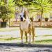 Amstaff Camarilha Al Capone