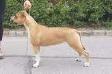  Royal Amstaff Jamaica Queen