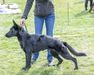 Nymeria vom Eisenraben