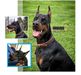 PREMIER DOBERMAN DESOTO