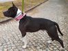 Altamira Hill Babe Didrikson (from Canina Klan)