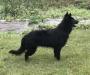  Binx von der Welchenhawk