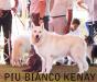  Piu Bianco Kenay