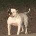 Dirty South Bulldogs Captain