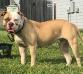 Dirty South Bulldogs Bella Hinojosa of Armstrongs