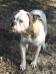 Dirty South Bulldogs Remi