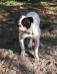 Dirty South Bulldogs Ozzy