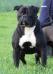 Bomberbulls Black Magic of Bullspirit
