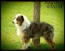  Mabey Ranch's Lady Lia