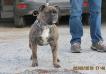  Nuyorican Bulldogges Mama Lissoni