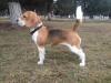 BEAGLE iNN'S AMAZING GRACE