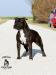 Contra Legem Black Pearl