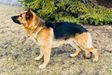 Lone Eagle's Diesel Vom Schattenherz