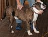 CCA's Goliath